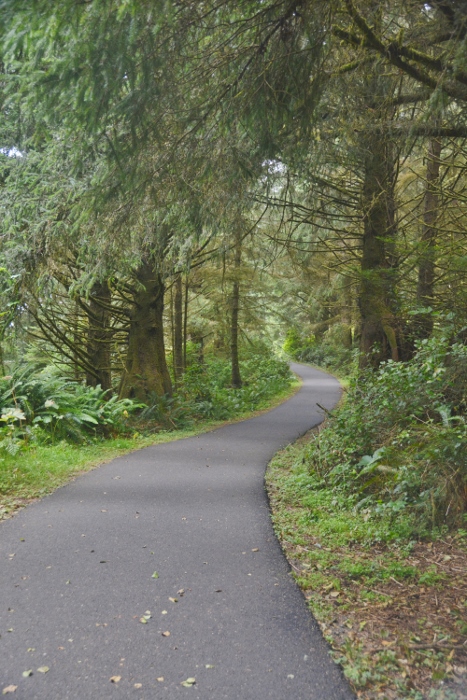 the forested path to the Northhead Lighthouse
